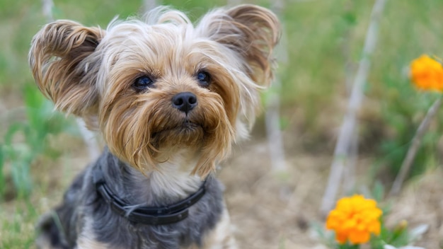 Cachorro de Yorkshire Terrier sentado en la hierba cerca de las flores Pequeño y divertido cachorro de York en la fotografía de la hora dorada