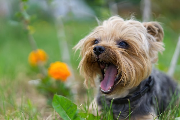 Cachorro de Yorkshire Terrier sentado en la hierba cerca de las flores Pequeño y divertido cachorro de York en la fotografía de la hora dorada