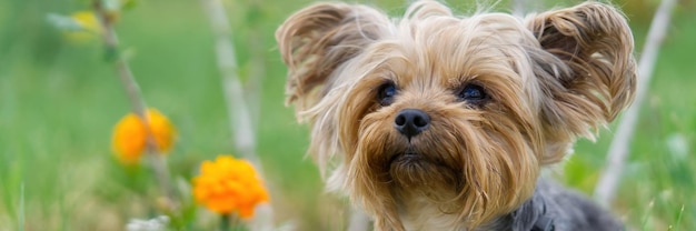 Cachorro de Yorkshire Terrier sentado en la hierba cerca de las flores Pequeño y divertido cachorro de York en la fotografía de la hora dorada