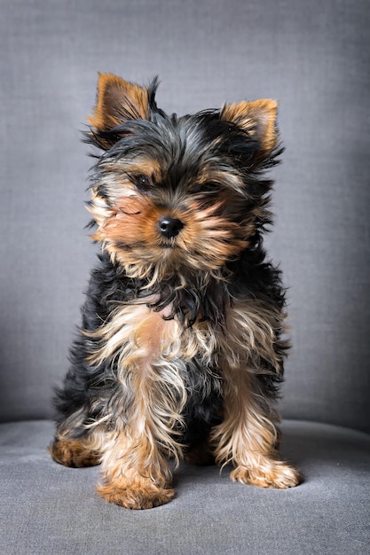 Cachorro de yorkshire terrier sentado en el sillón