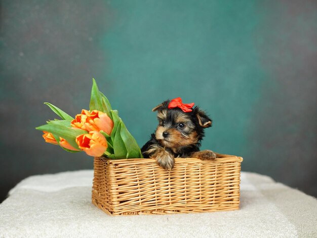 Un cachorro de Yorkshire Terrier se sienta en una canasta de mimbre con tulipanes naranjas.