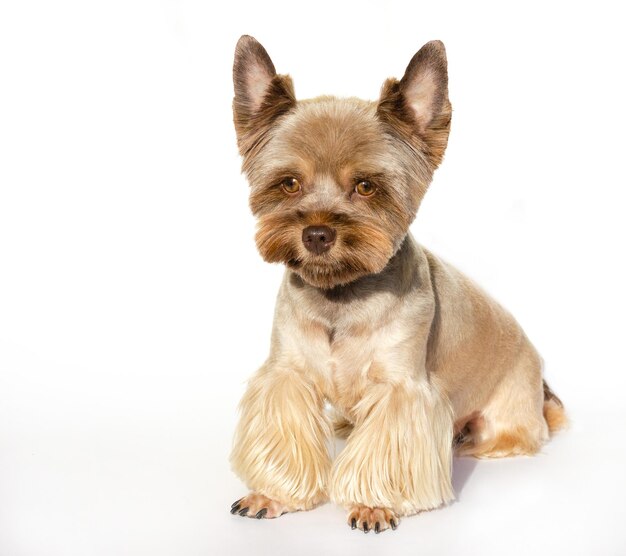 El cachorro Yorkshire terrier se sienta sobre un fondo blanco y mira hacia abajo. concepto de comida saludable para perros.