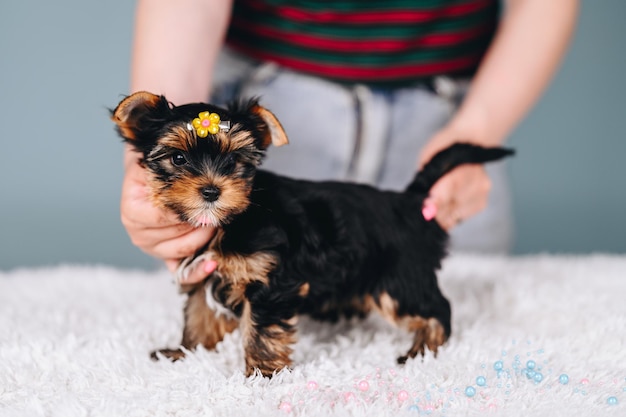 Cachorro de Yorkshire Terrier con sujeción de horquilla amarilla sobre fondo azul Cuidado de cachorros