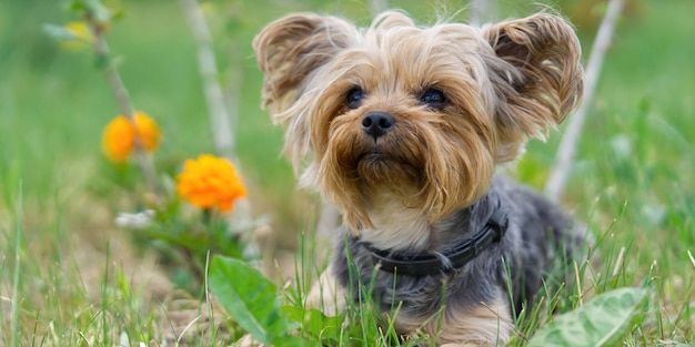 Cachorro de Yorkshire Terrier yace en la hierba de primavera baja cerca de las flores Pequeño y divertido cachorro de York en la fotografía de la hora dorada