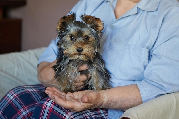 Cachorro yorkshire terrier