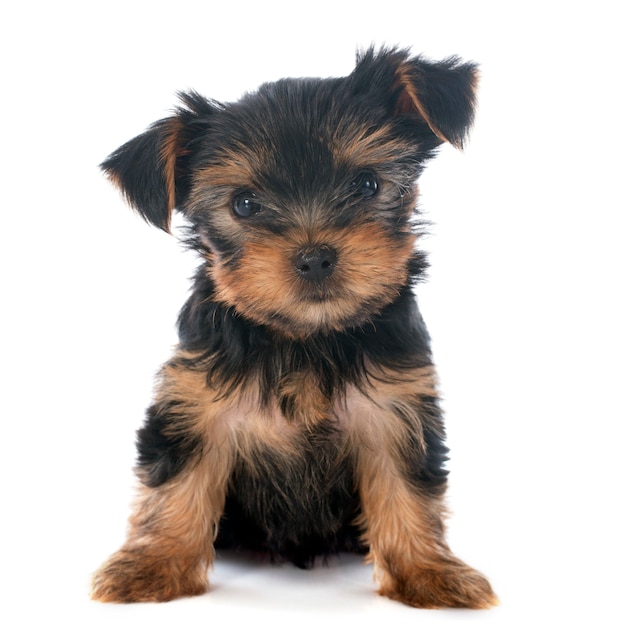 cachorro yorkshire terrier