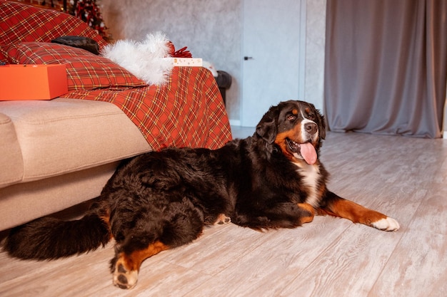 Cachorro Zenenhund fica em casa perto da árvore de Natal o conceito de Natal