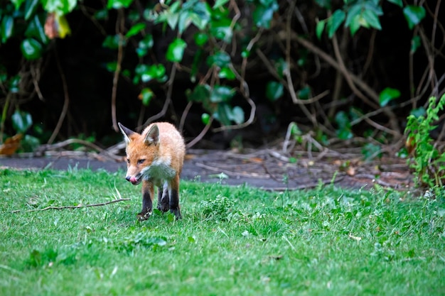 Cachorro de zorro explorando en el jardín