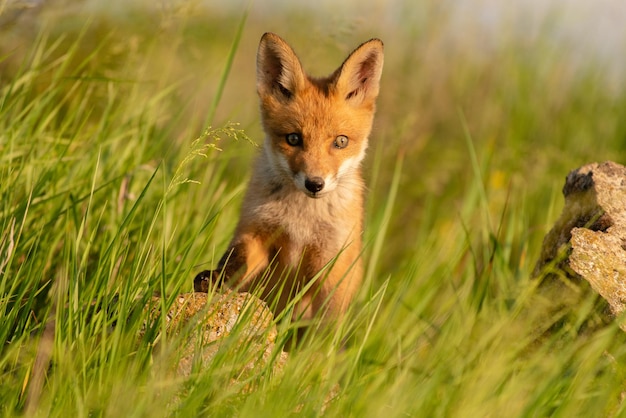 Cachorro de zorro joven lindo. Vulpes vulpes.