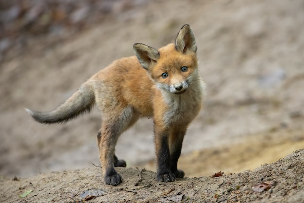 Cachorro de zorro rojo de pie sobre suelo marrón delante de la guarida en el bosque