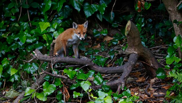 Cachorro de zorro urbano explorando en el jardín cerca de su guarida