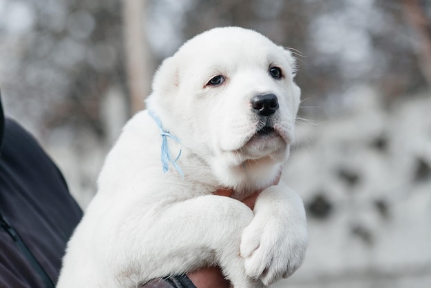 Foto cachorro