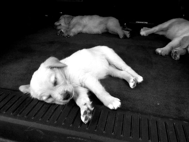 Foto cachorros a dormir na rua.
