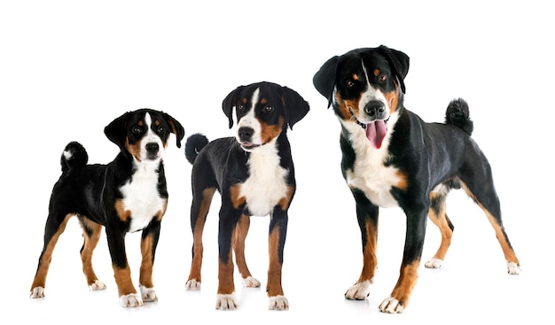 Foto cachorros y adultos appenzeller sennenhund