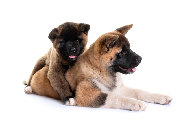 Foto cachorros akita americano