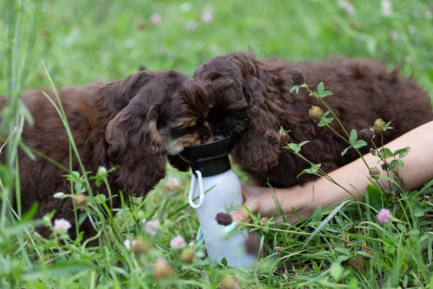 Cachorros American Cocker Spaniel bebendo água de uma tigela na rua.