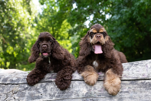 Cachorros American Cocker Spaniel con lindas caras mirando a la cámara. Perros en la naturaleza.