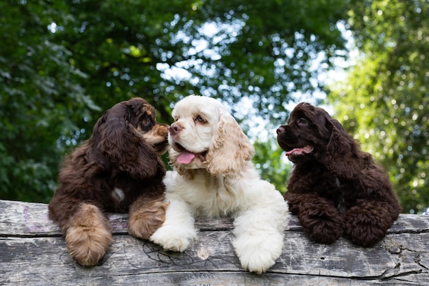 Cachorros American Cocker Spaniel con lindas caras mirando a la cámara. Perros en la naturaleza.