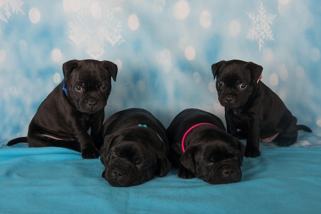 Foto los cachorros de american staffordshire bull terrier en el fondo azul