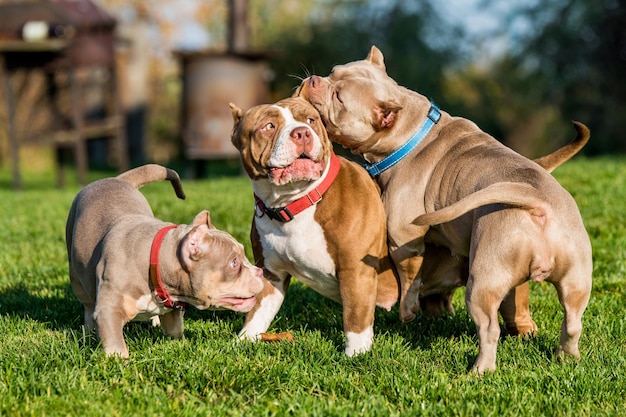 Cachorros americanos bully estão brincando na natureza