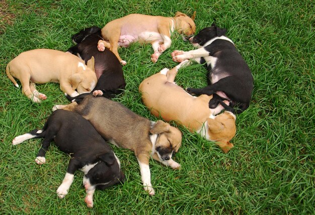 Foto los cachorros de amstaff duermen en el césped