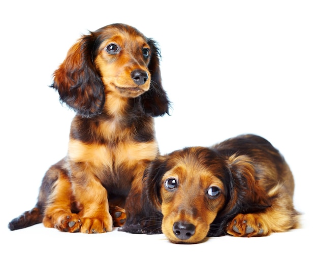 cachorros bassê em um fundo branco