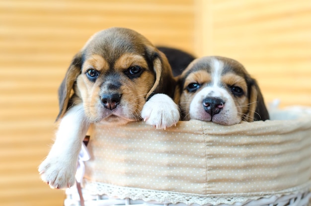 cachorros beagle