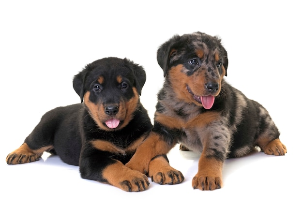 cachorros beauceron en estudio