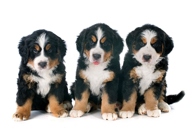 cachorros bernese moutain perro