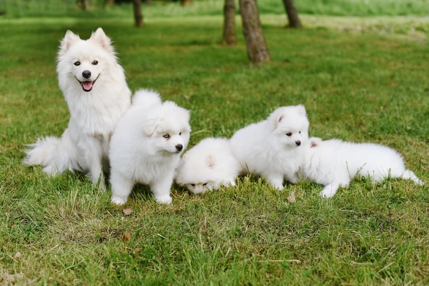 Cachorros blancos jugando en la hierba verde durante el paseo por el parque. Adorable lindo perro cachorro Pomsky, un husky mezclado con un pomeranian spitz