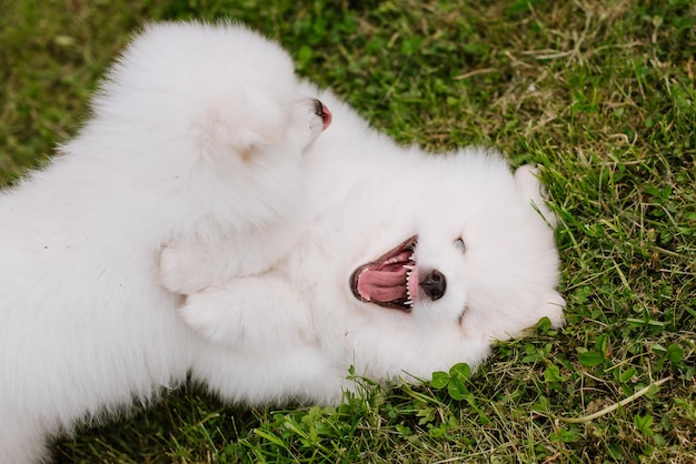 Cachorros blancos jugando en la hierba verde durante el paseo por el parque. Adorable lindo perro cachorro Pomsky, un husky mezclado con un pomeranian spitz