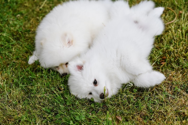 Cachorros blancos jugando en la hierba verde durante el paseo por el parque. Adorable lindo perro cachorro Pomsky, un husky mezclado con un pomeranian spitz