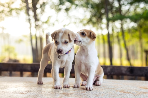 Cachorros bonitos no chão ao ar livre