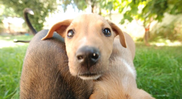 Foto cachorros bonitos temática de animais de estimação e animais