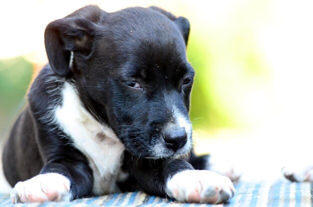 Foto cachorros bonitos.