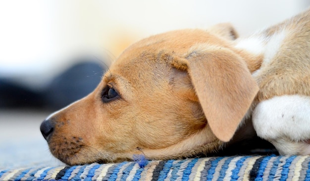 Cachorros bonitos.