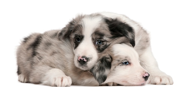 Cachorros de Border Collie Blue Merle, 6 semanas de edad,