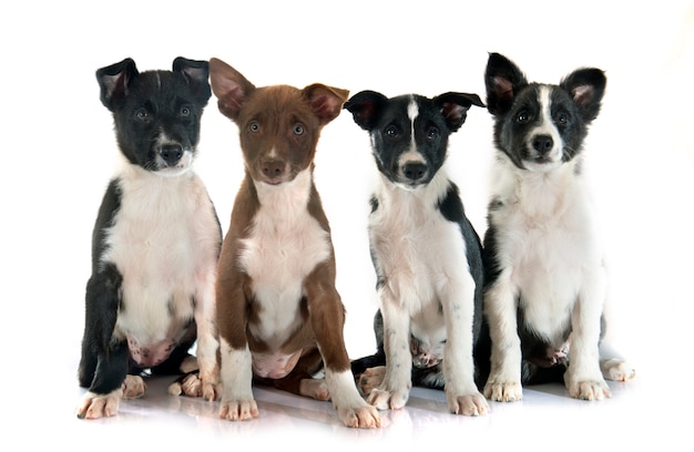 Foto cachorros border collie