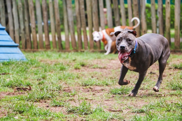 Cachorros brincando e se divertindo no parque. Foco seletivo.