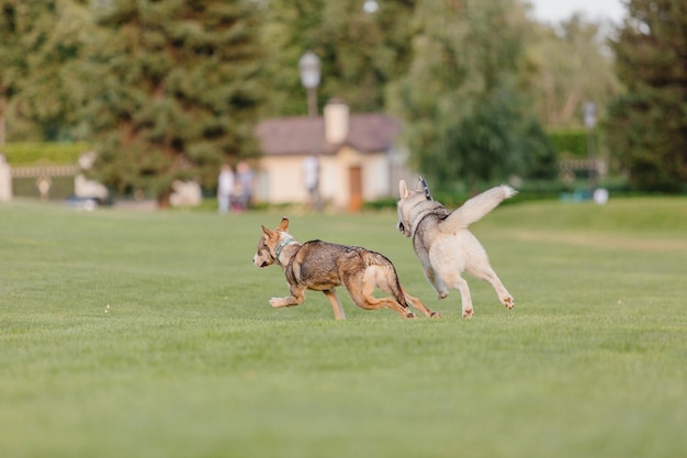 Foto cachorros brincando em um campo com uma casa ao fundo