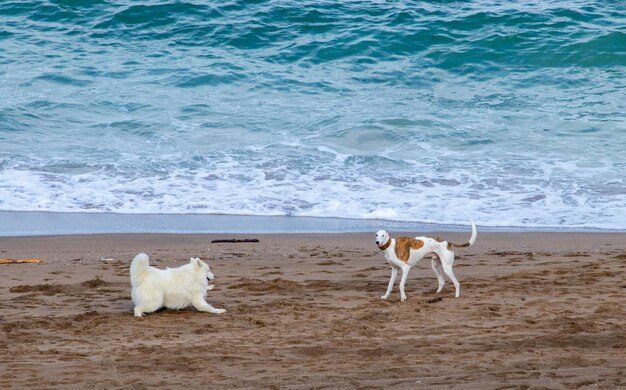 cachorros brincando na praia no verão