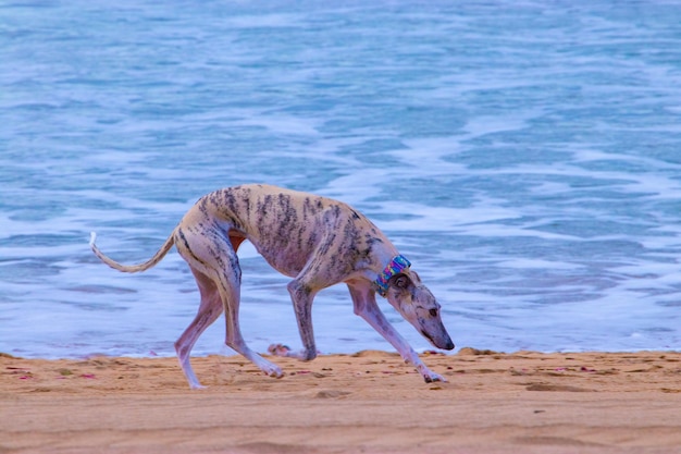 Cachorros brincando na praia no verão