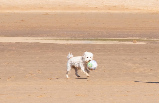 cachorros brincando na praia no verão