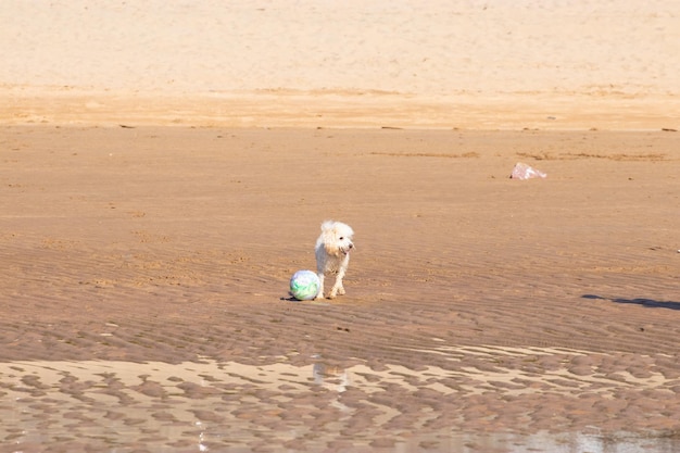 cachorros brincando na praia no verão