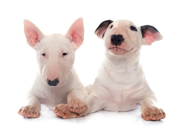 cachorros bull terrier