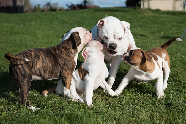 Cachorros de bulldog americano con madre están jugando