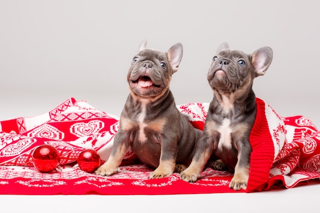 Cachorros de bulldog francés con manta navideña y adornos