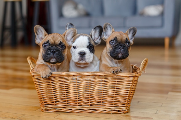 Cachorros de bulldog francés sentado en una canasta