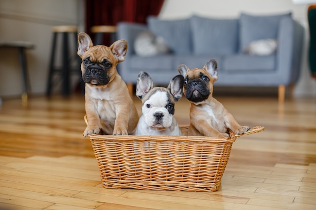 Cachorros de bulldog francés sentado en una canasta