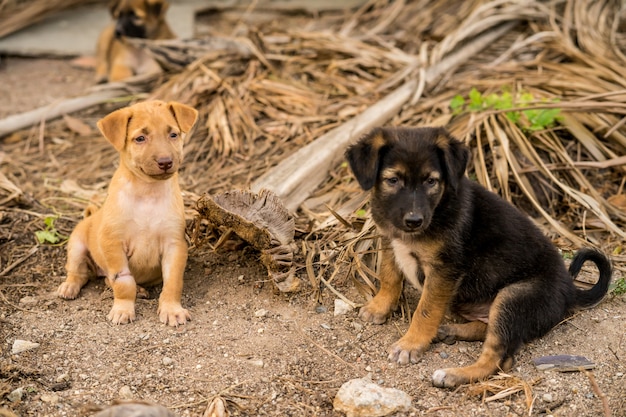 Cachorros callejeros marrones y negros sentados en el suelo